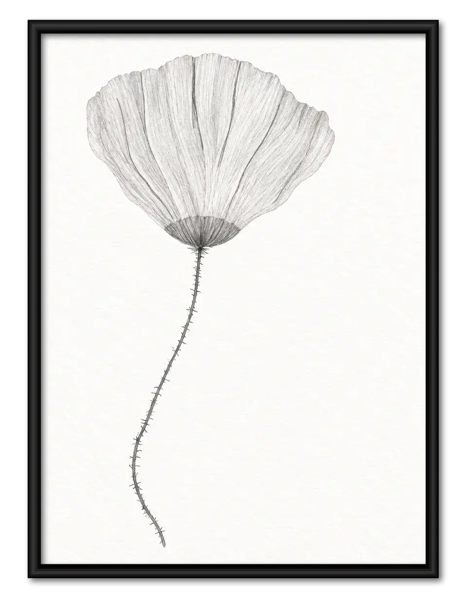 Soft Gray Poppy Botanical Wall Art 1