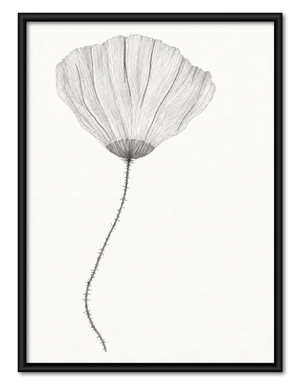 Soft Gray Poppy Botanical Wall Art