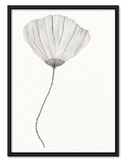 Soft Gray Poppy Botanical Wall Art 1