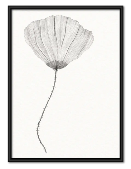 Soft Gray Poppy Botanical Wall Art