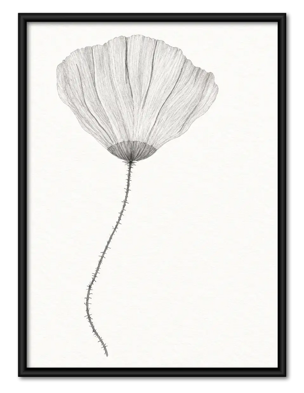 Soft Gray Poppy Botanical Wall Art