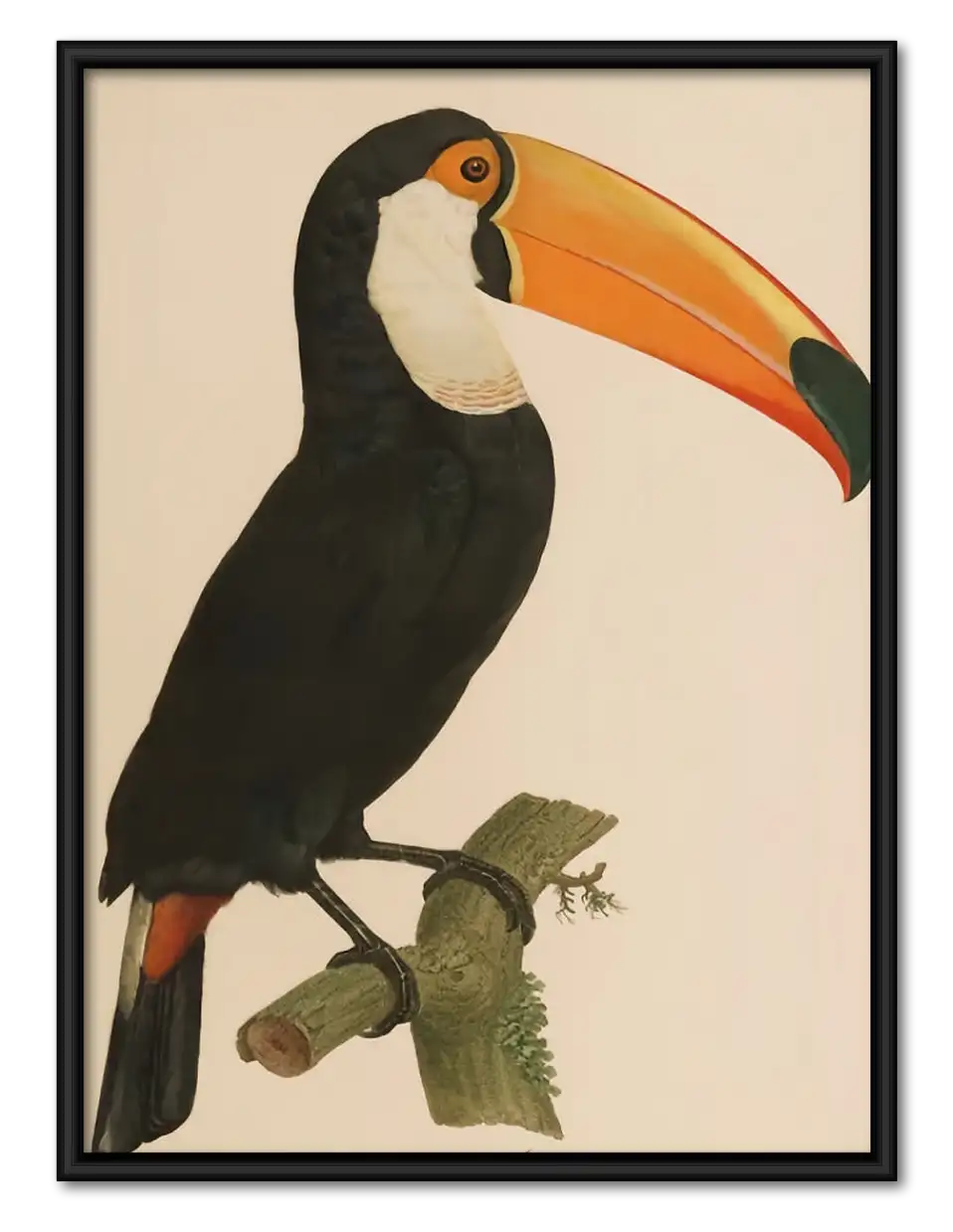 Classic Toucan Portrait Wall Art 1