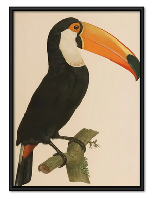 Classic Toucan Portrait Wall Art