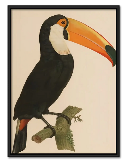 Classic Toucan Portrait Wall Art