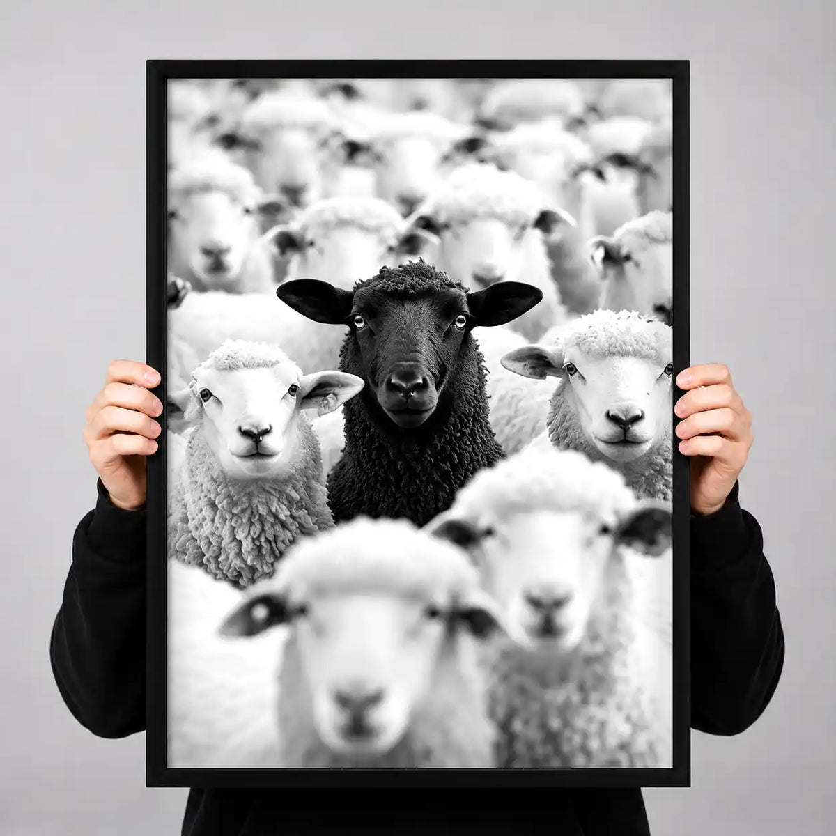 Black Sheep In White Flock Wall Art 3