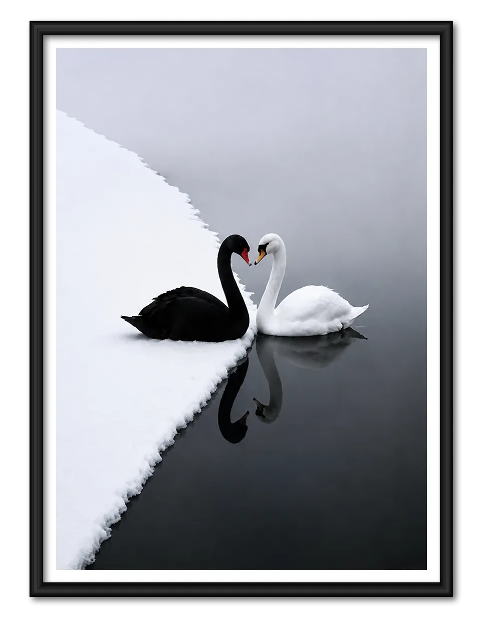 Black and White Swan Reflection Wall Art 1