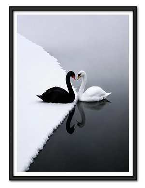 Black and White Swan Reflection Wall Art