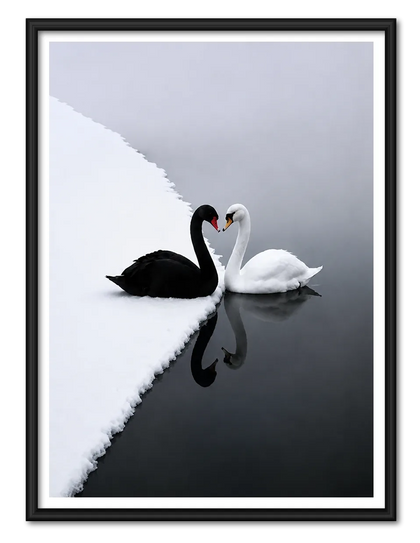Black and White Swan Reflection Wall Art